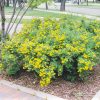 Coronation Triumph Potentilla #5 - Image 2